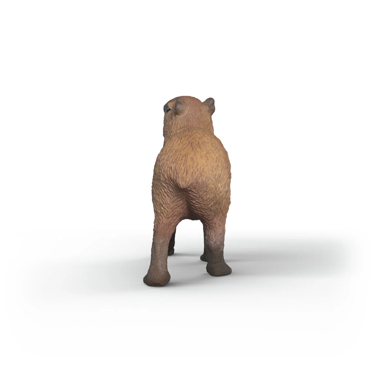 Capybara – Image 4